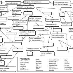 Macromolecules concept map answer key