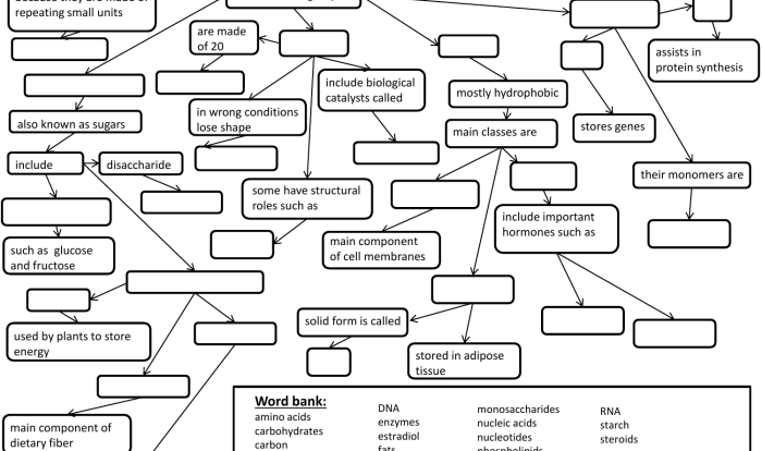 Macromolecules concept map answer key