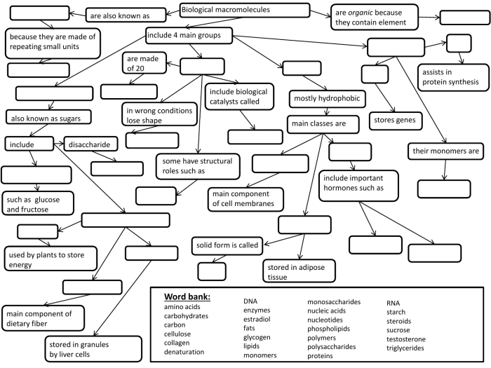 Macromolecules concept map answer key