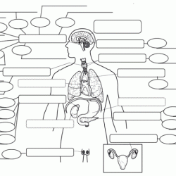 Endocrine system hormones fill in handout