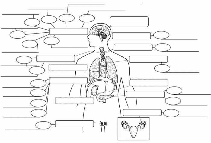 Endocrine system hormones fill in handout