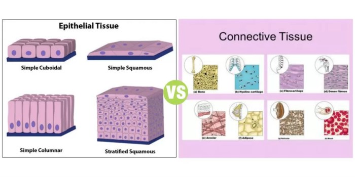 Epithelial tissue and connective tissue quiz