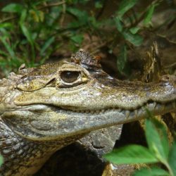 Rica costa caiman alligator florida spectacled alligators crocodilus do guide