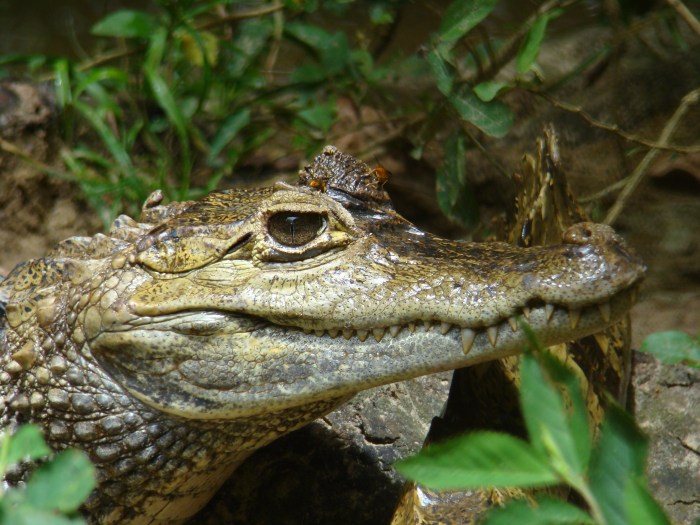 Rica costa caiman alligator florida spectacled alligators crocodilus do guide