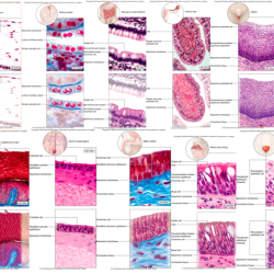 Tissues body cells tissue biology anatomy human physiology types different google science histology nursing school study connective identify major cell