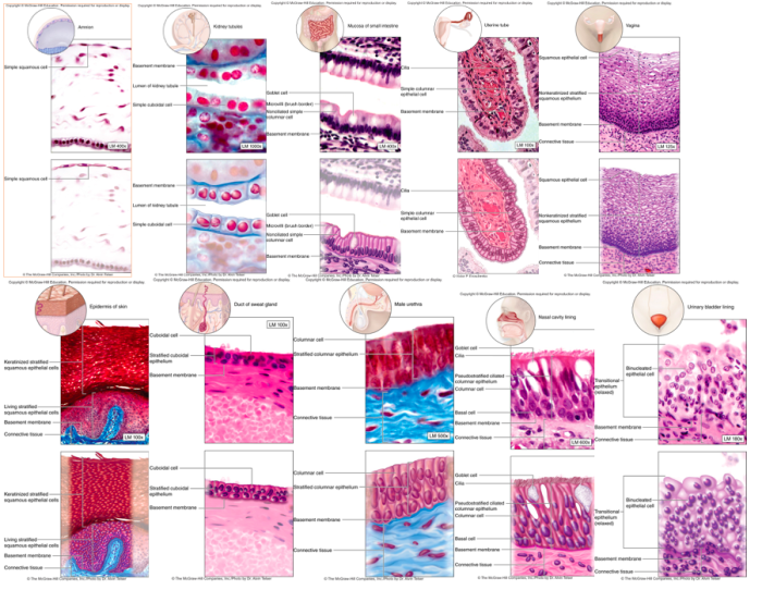 Tissues body cells tissue biology anatomy human physiology types different google science histology nursing school study connective identify major cell