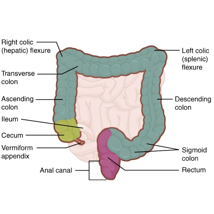 Which structure is highlighted cecum