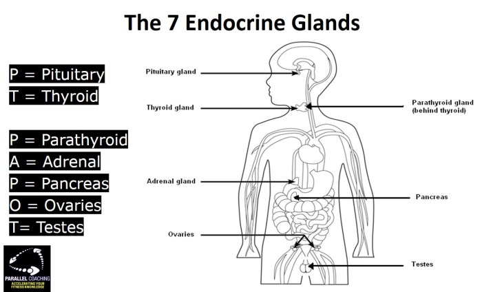 Endocrine system hormones fill in handout