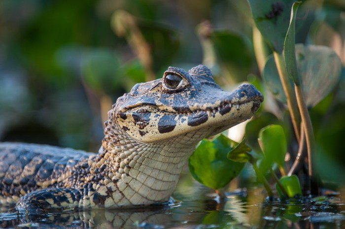 Alligator like reptile crossword clue