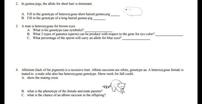 Both guinea pigs are heterozygous for short hair