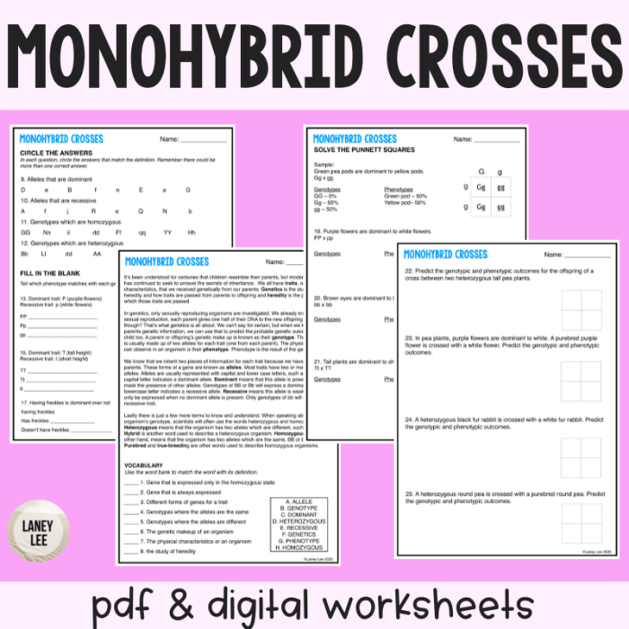 Practice monohybrid crosses worksheet answers