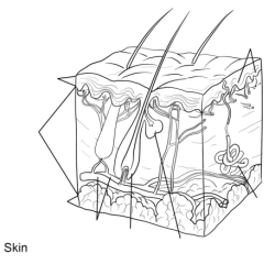 Integument skin organization worksheet coloring