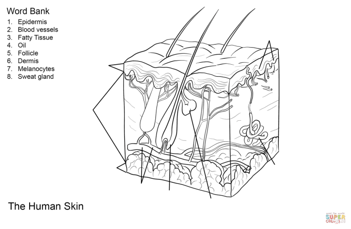 Integument skin organization worksheet coloring