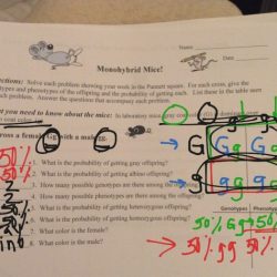 Practice monohybrid crosses worksheet answers