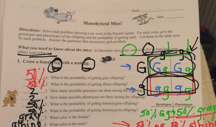 Practice monohybrid crosses worksheet answers